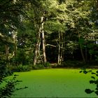 Grüner Herbst im Schlosspark Agathenburg #3 ...