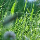 Grüner Himmel