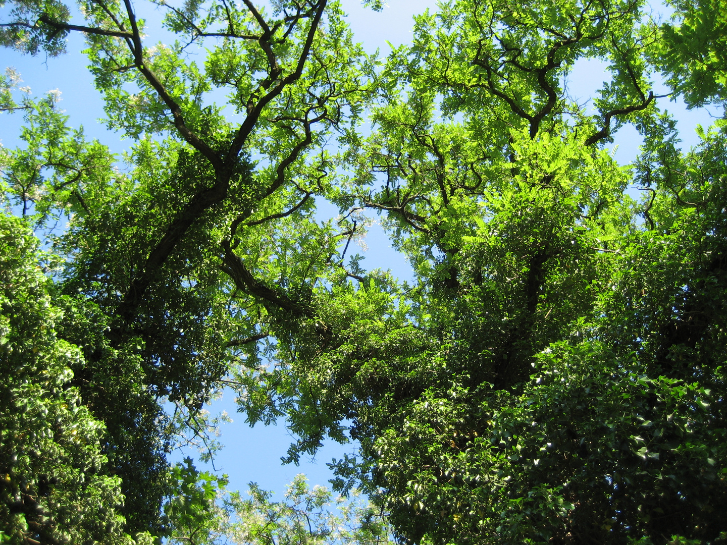 Grüner Himmel