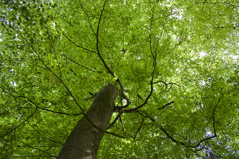 Grüner Himmel