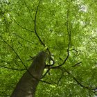 Grüner Himmel