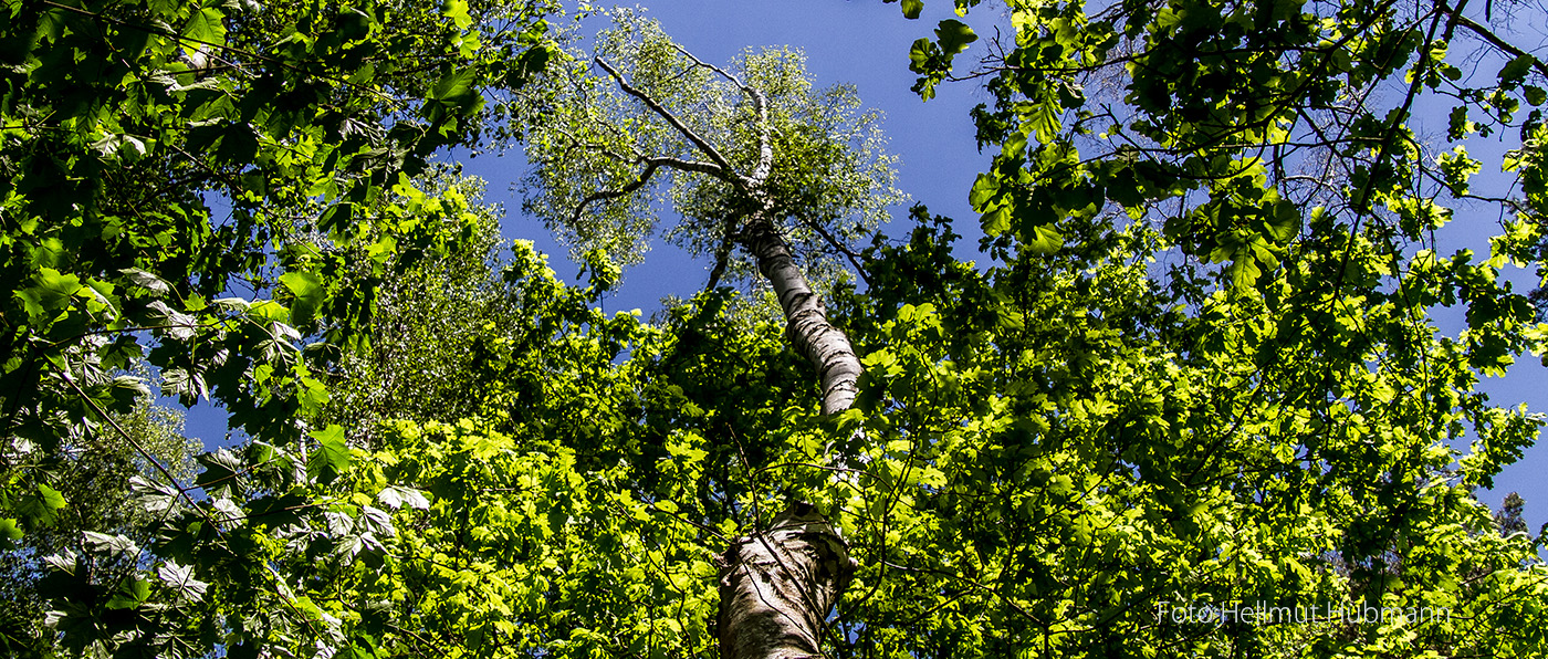 GRÜNER HIMMEL ÜBER BERLIN - EIN BLICK NACH OBEN