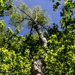 GRÜNER HIMMEL ÜBER BERLIN - EIN BLICK NACH OBEN