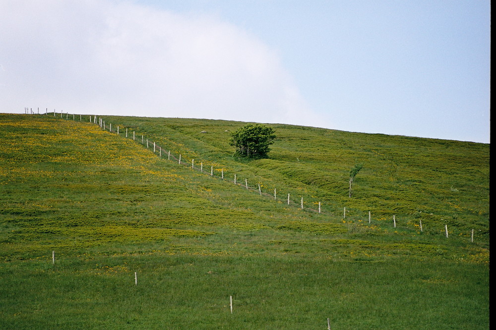Grüner Hügel