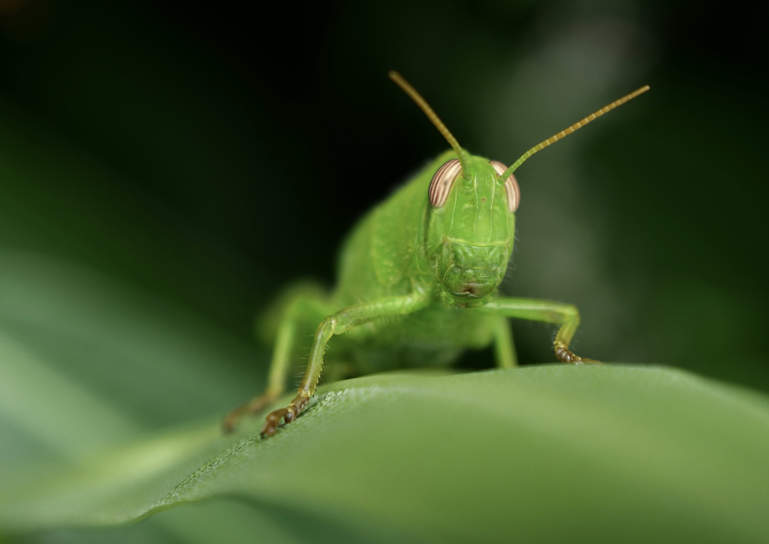 Grüner Hüpfer …