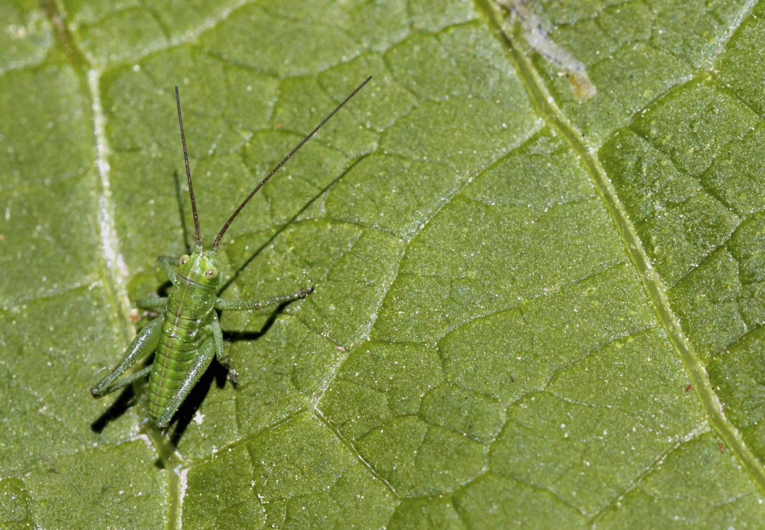 Grüner Hüpfer