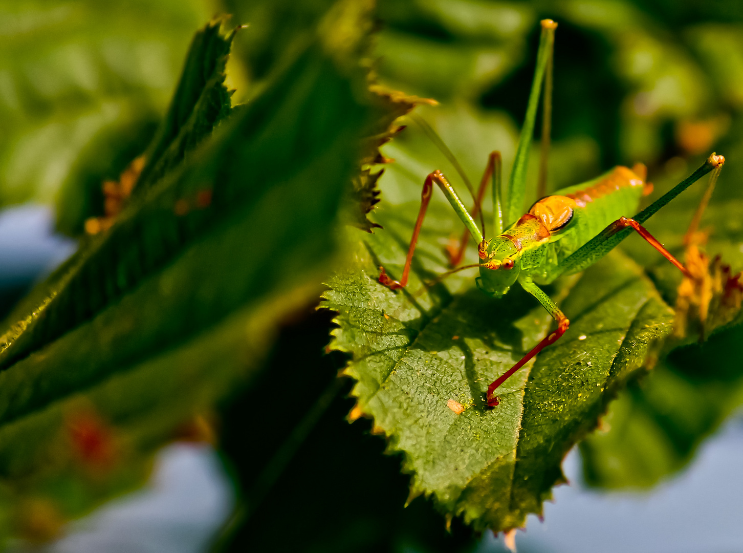 Grüner Hüpfer