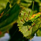 Grüner Hüpfer