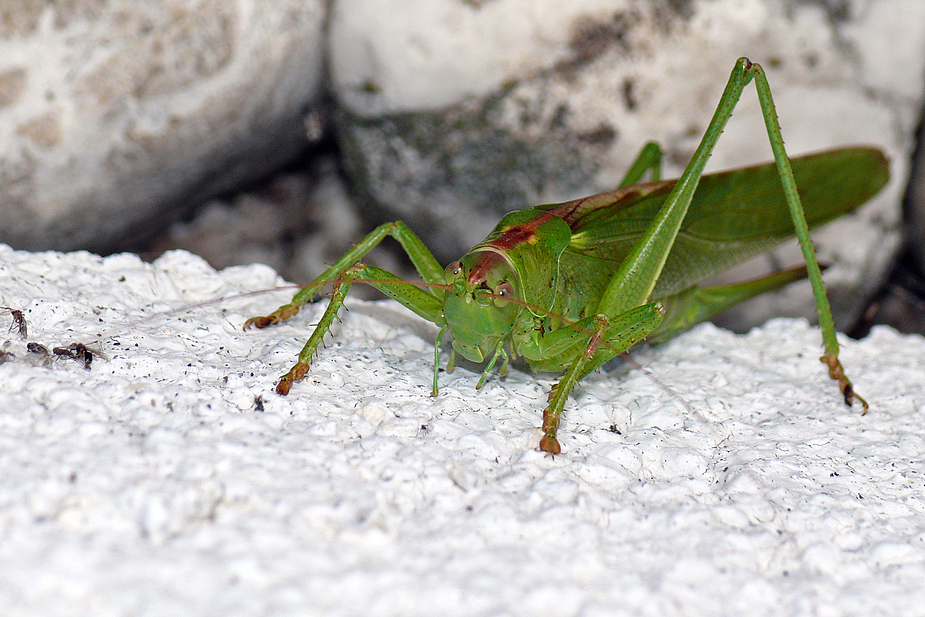 Grüner Hüpfer