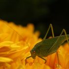 grüner Hüpfer auf gelber Blume