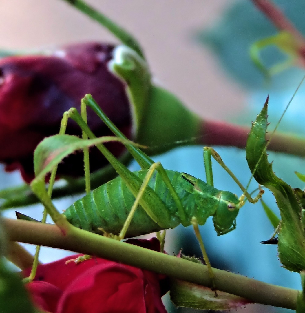 grüner hüpfer auf roter rose