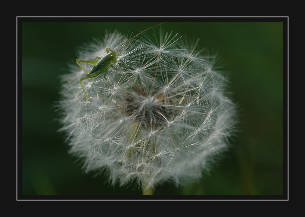 grüner Hüpfer trifft Pusteblume