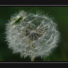 grüner Hüpfer trifft Pusteblume