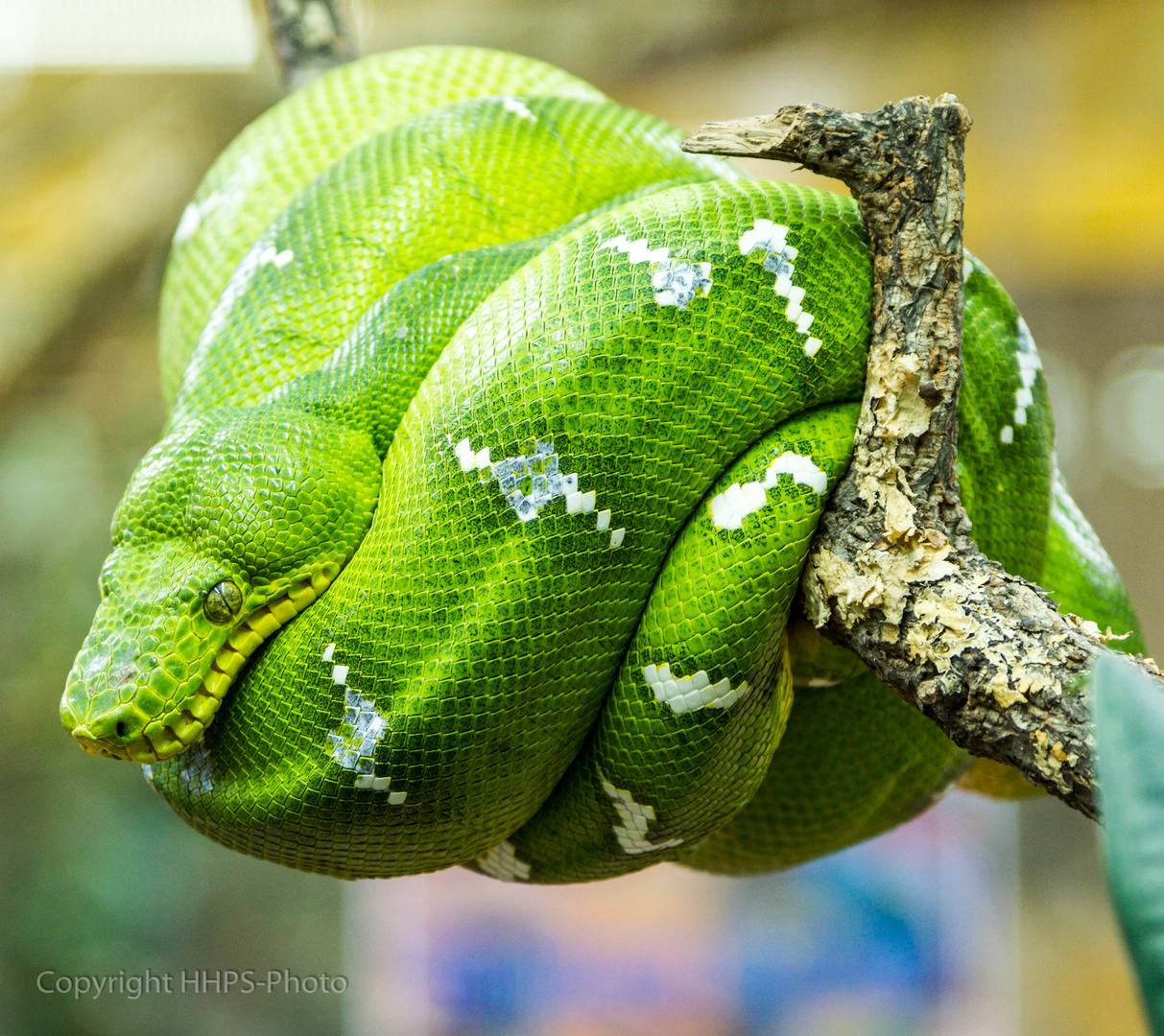 Grüner Hundskopfschlinger  -  Corallus caninus