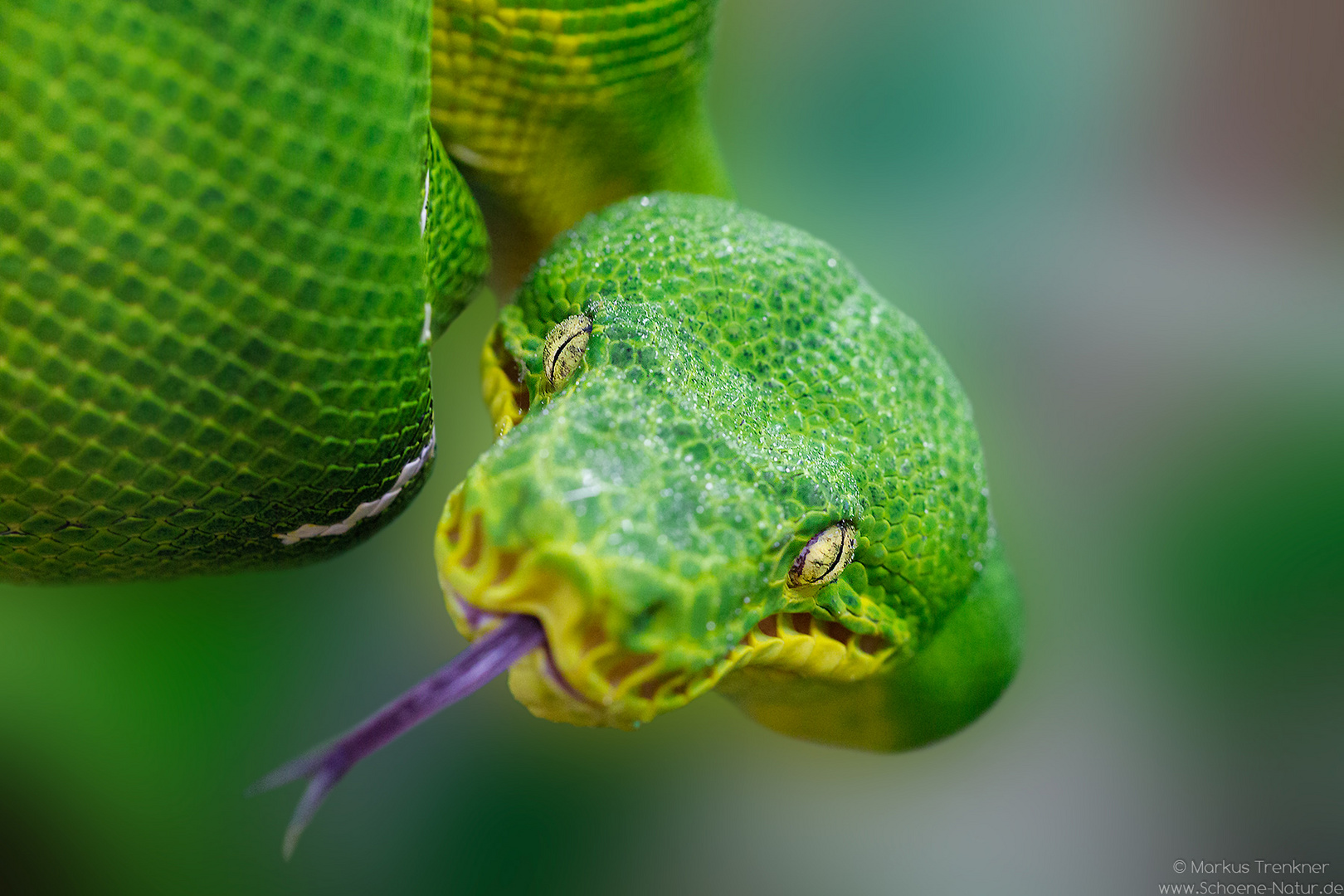 Grüner Hundskopfschlinger [Corallus caninus]