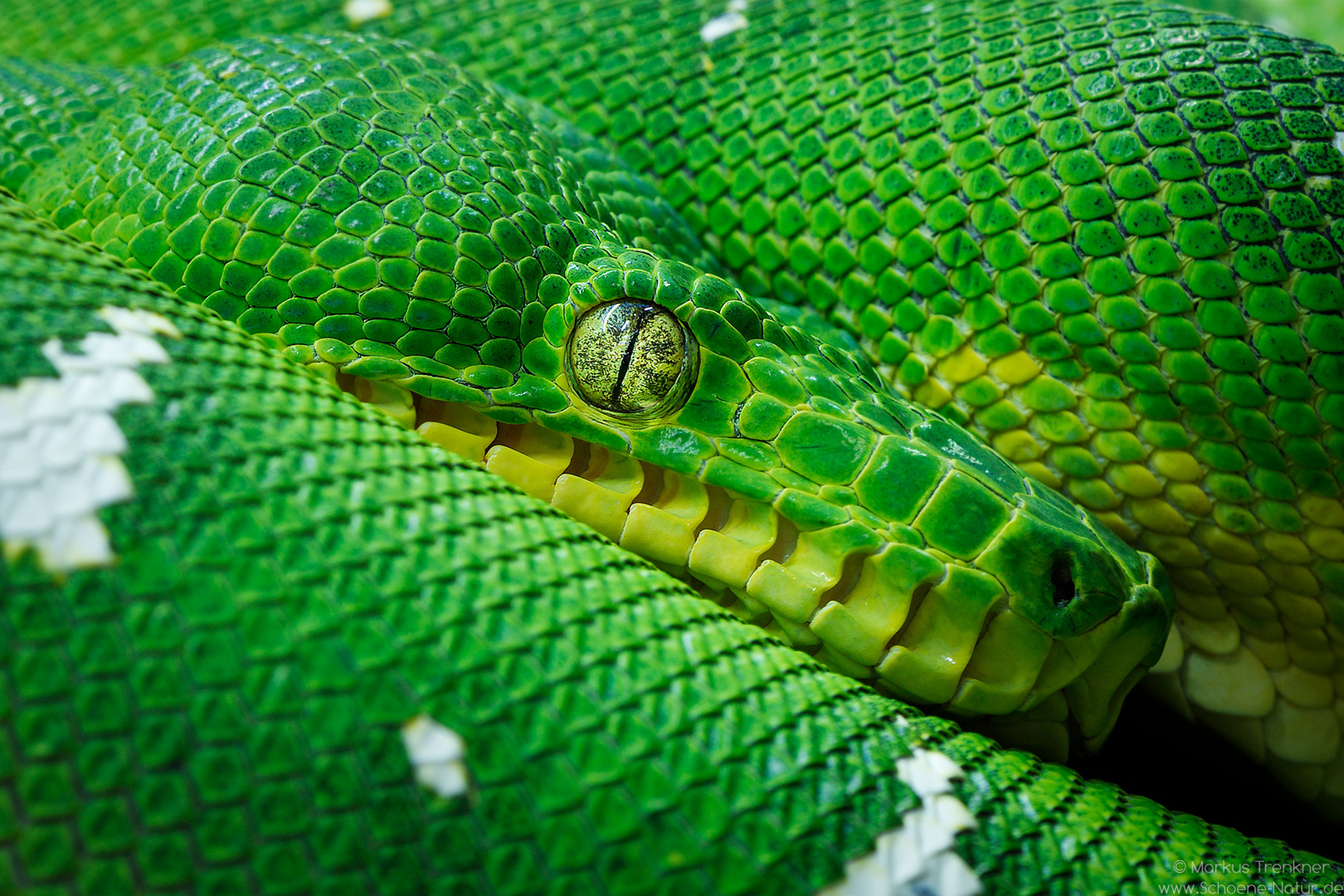 Grüner Hundskopfschlinger [Corallus caninus]