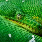 Grüner Hundskopfschlinger [Corallus caninus]