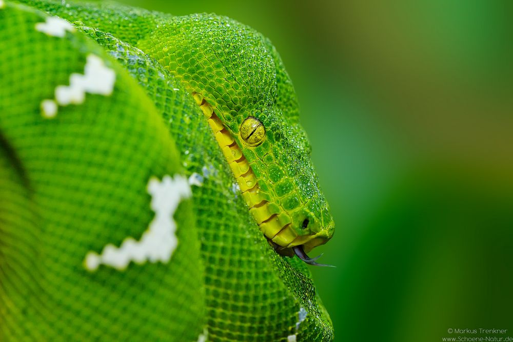 Grüner Hundskopfschlinger [Corallus caninus]