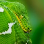 Grüner Hundskopfschlinger [Corallus caninus]