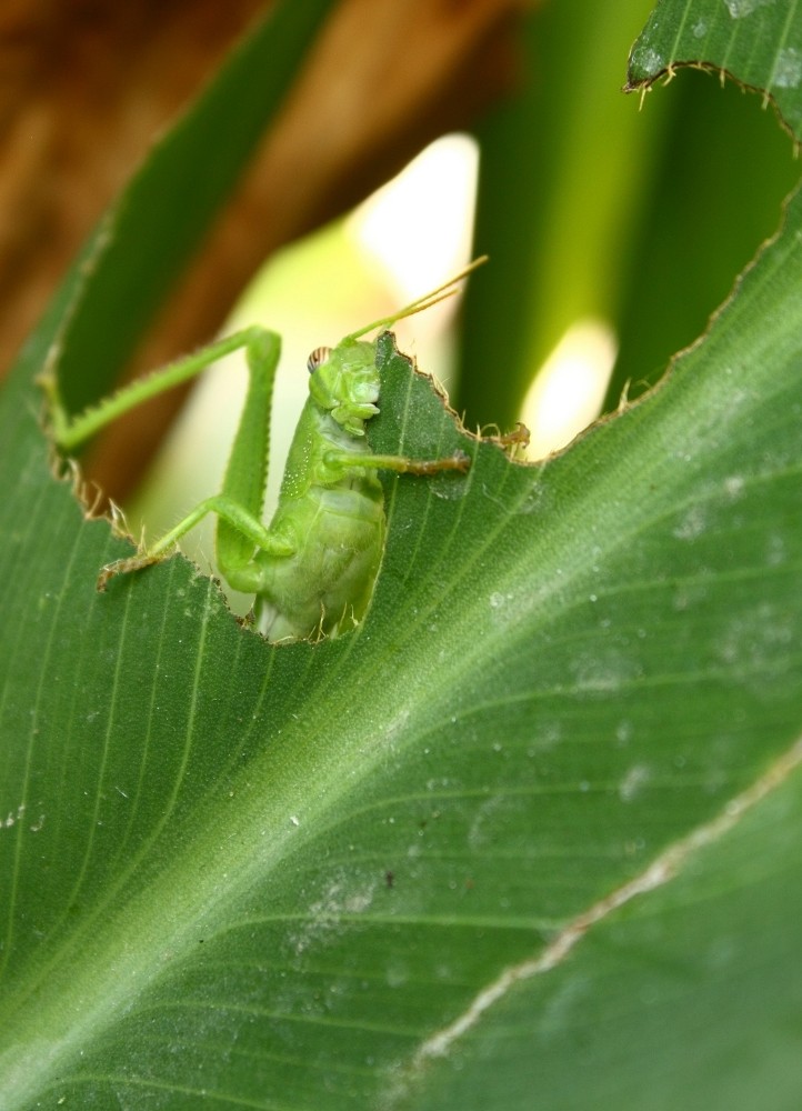 grüner Hunger