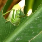 grüner Hunger