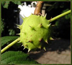 Grüner Igel