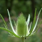 Grüner Igel