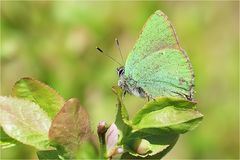  Grüner im Grünen