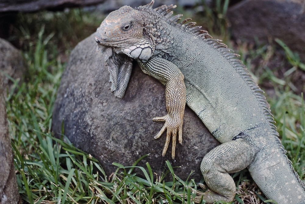 Grüner Inselleguan