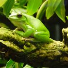 Grüner Intensiver Frosch