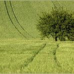 Grüner Juni *2*