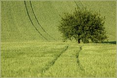 Grüner Juni *2*