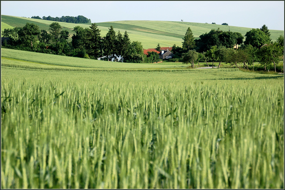 Grüner Juni