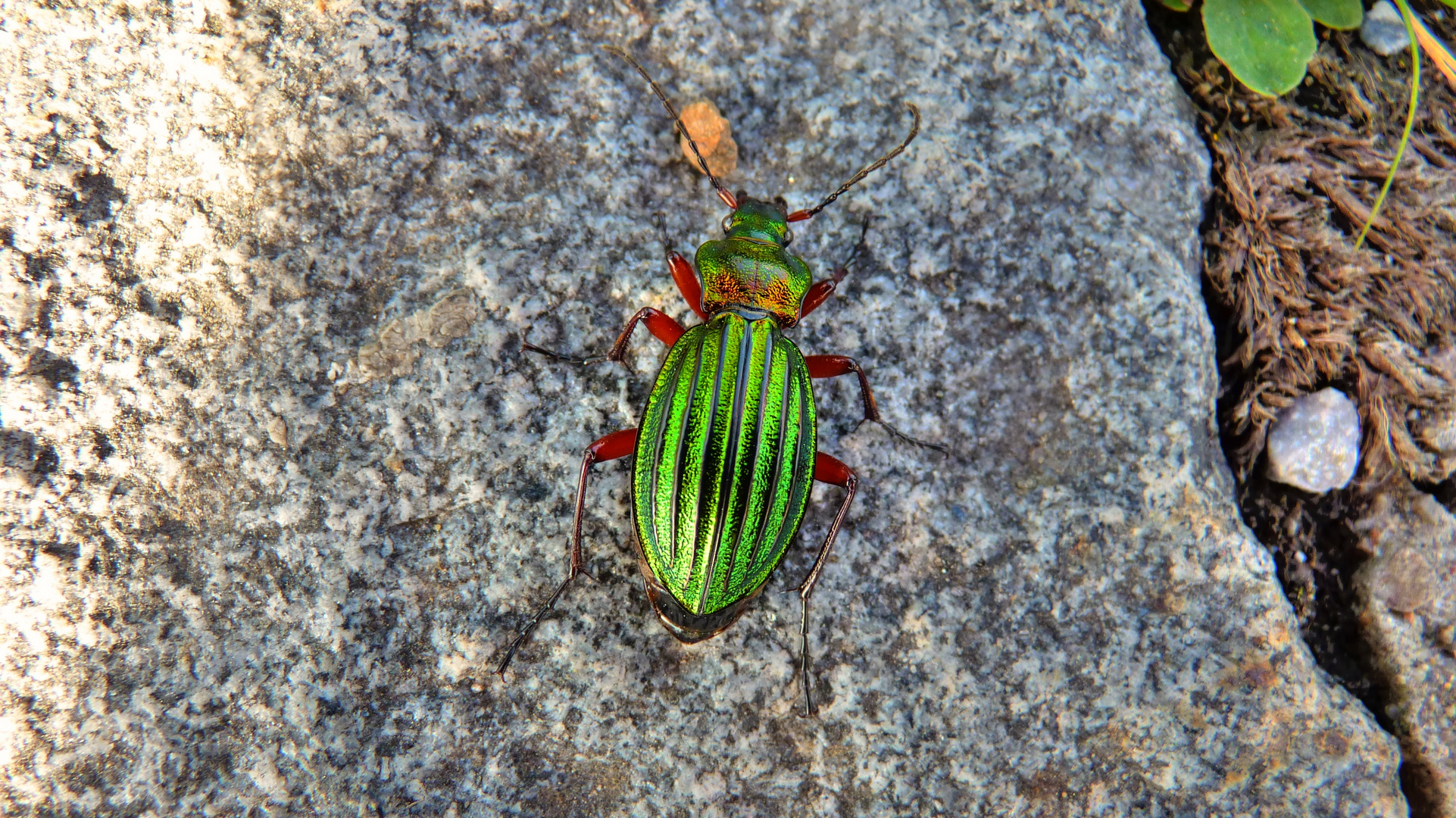 Grüner Käfer