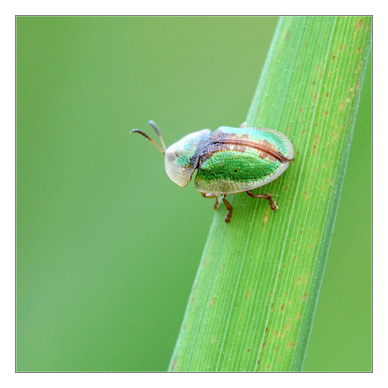 Grüner Käfer