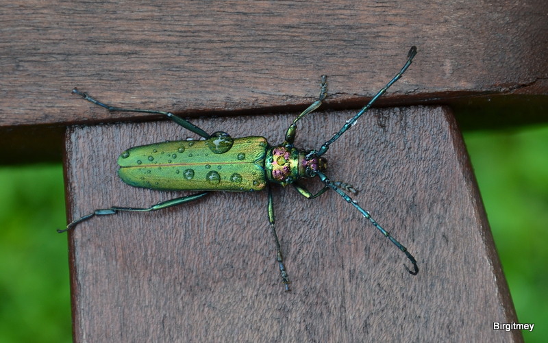 grüner Käfer