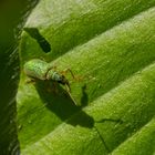 Grüner Käfer auf Blatt