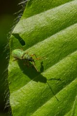 Grüner Käfer auf Blatt