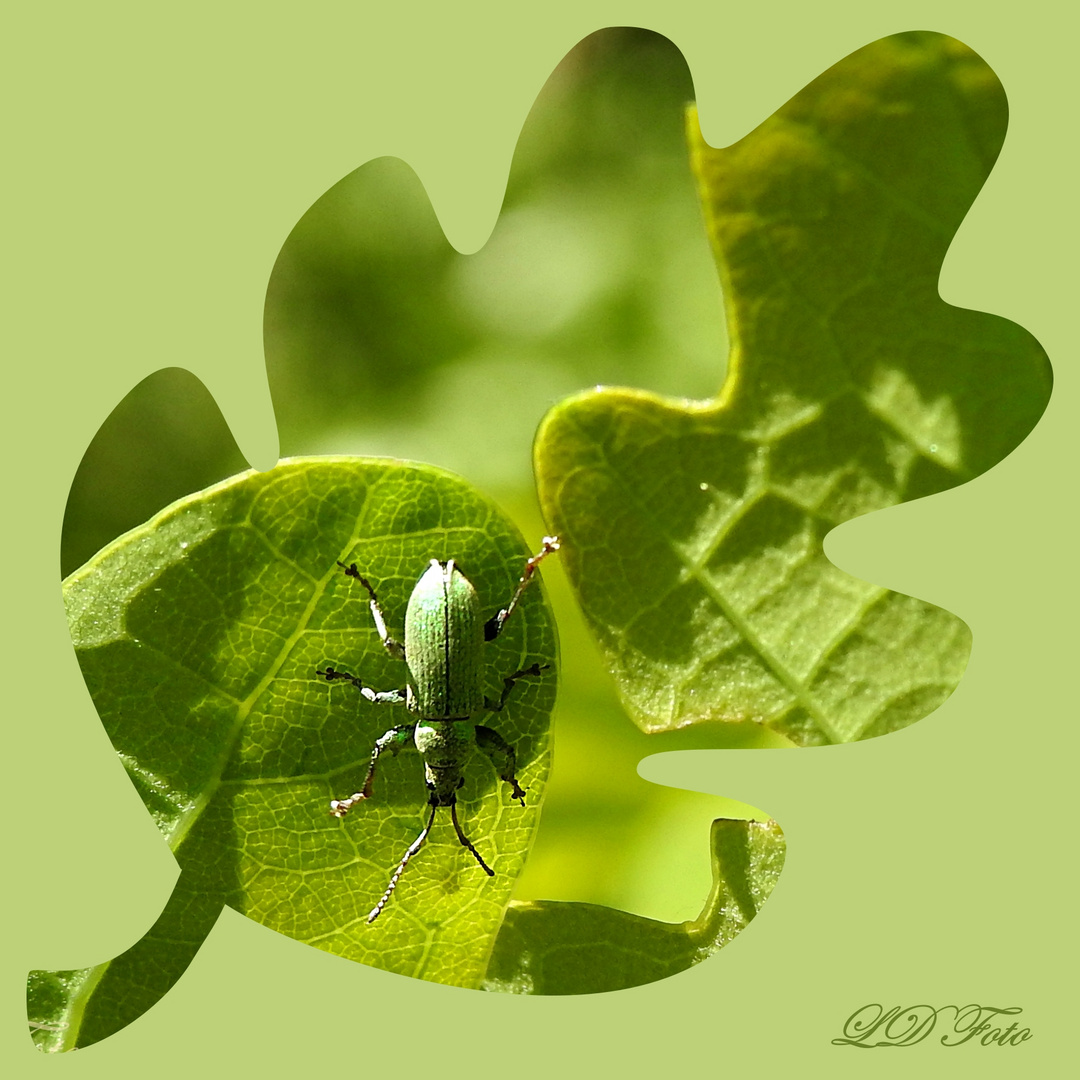 grüner Käfer auf Eichenblatt