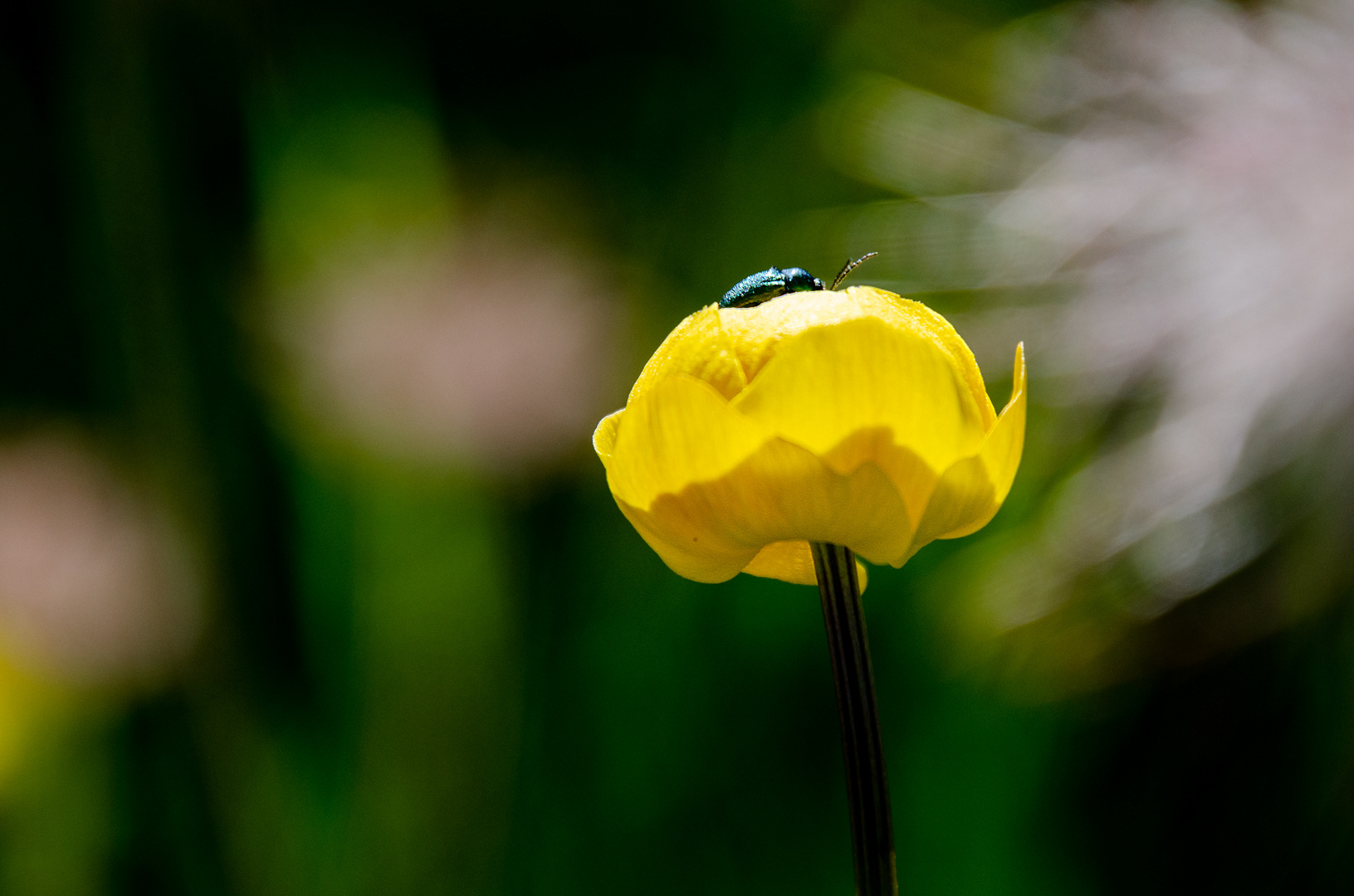 grüner Käfer auf gelber Blume