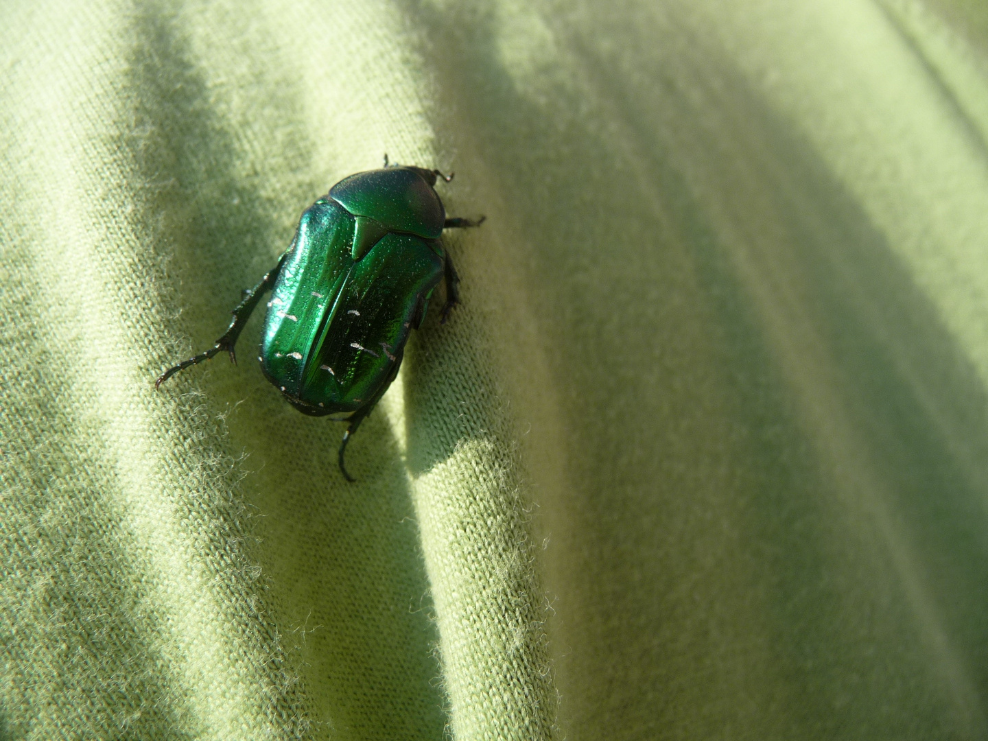Grüner Käfer
