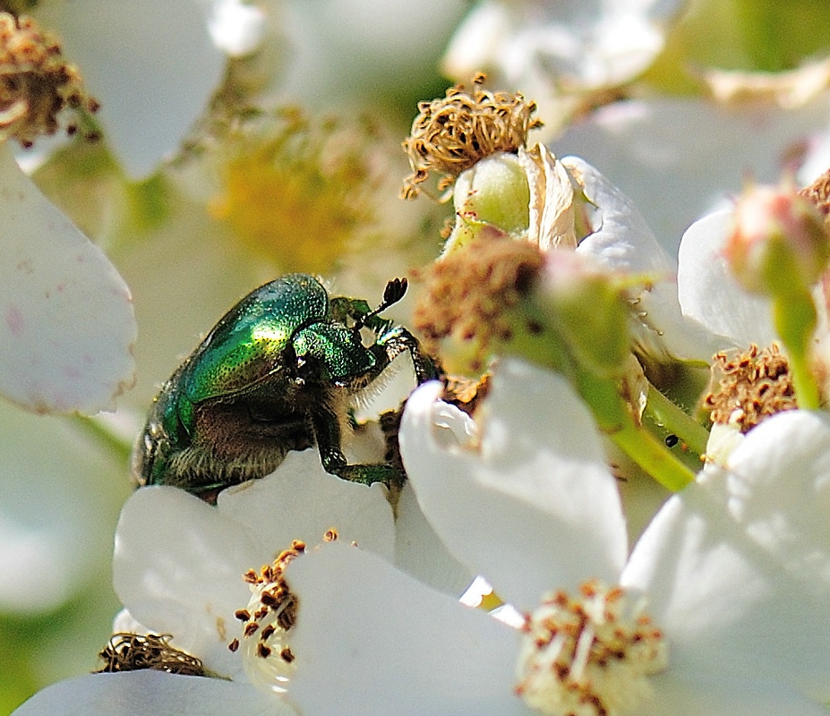 grüner Käfer beim Frühstück auf einem Rosenbusch