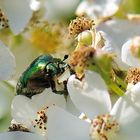 grüner Käfer beim Frühstück auf einem Rosenbusch