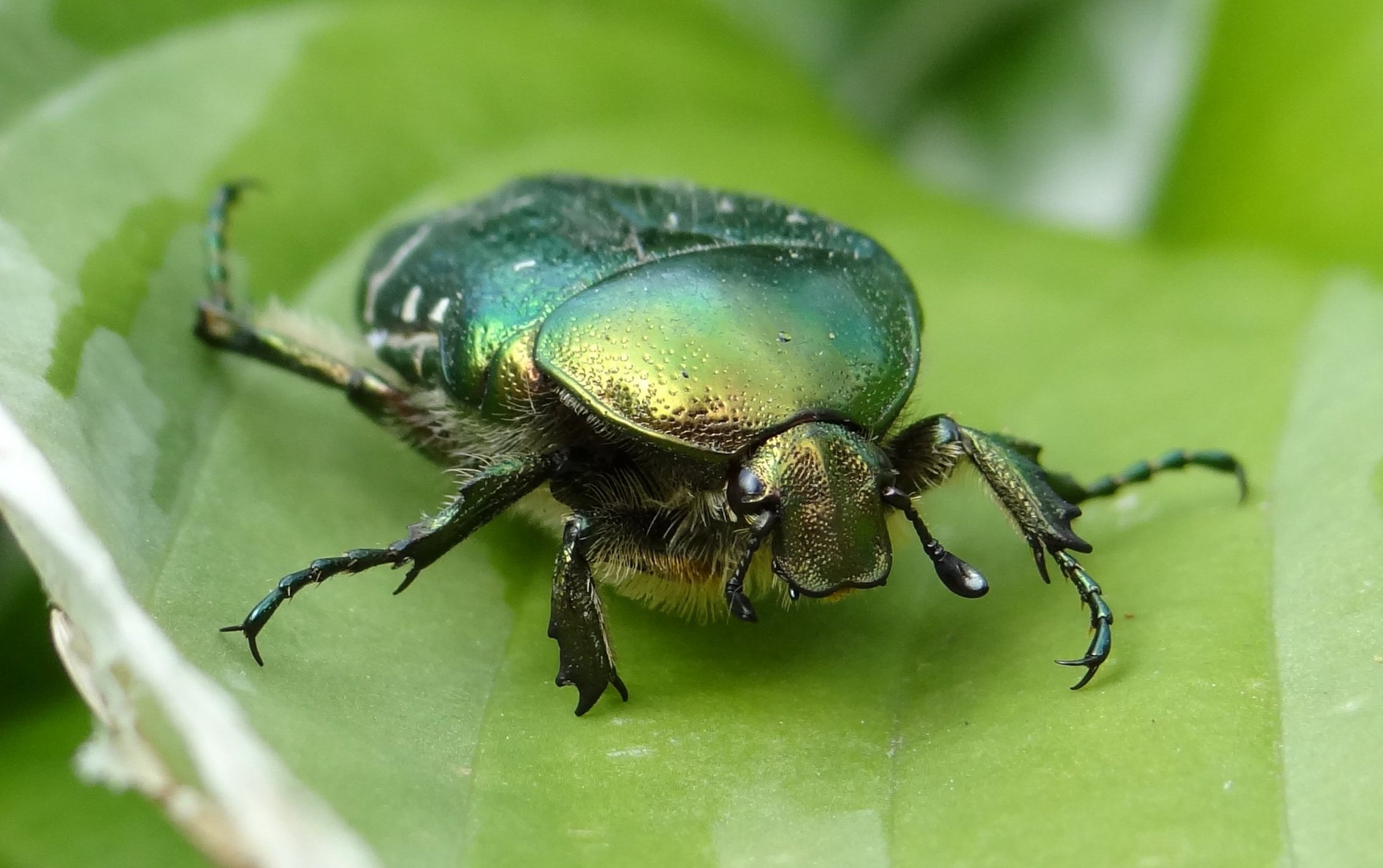 Grüner Käfer Foto &amp; Bild | tiere, natur Bilder auf fotocommunity