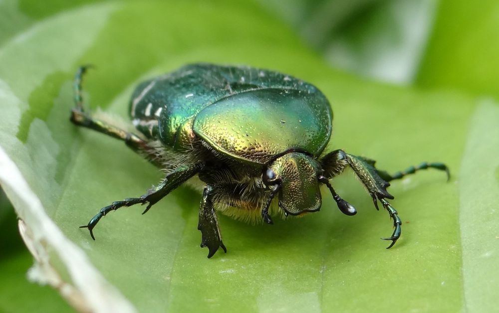 Grüner Käfer Foto & Bild tiere, natur Bilder auf