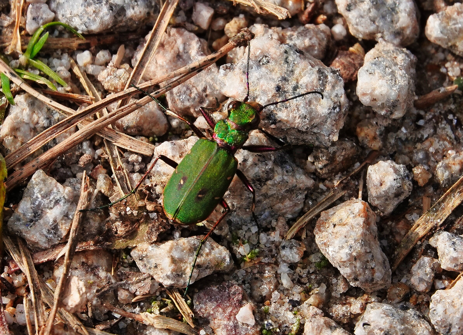 Grüner käfer 