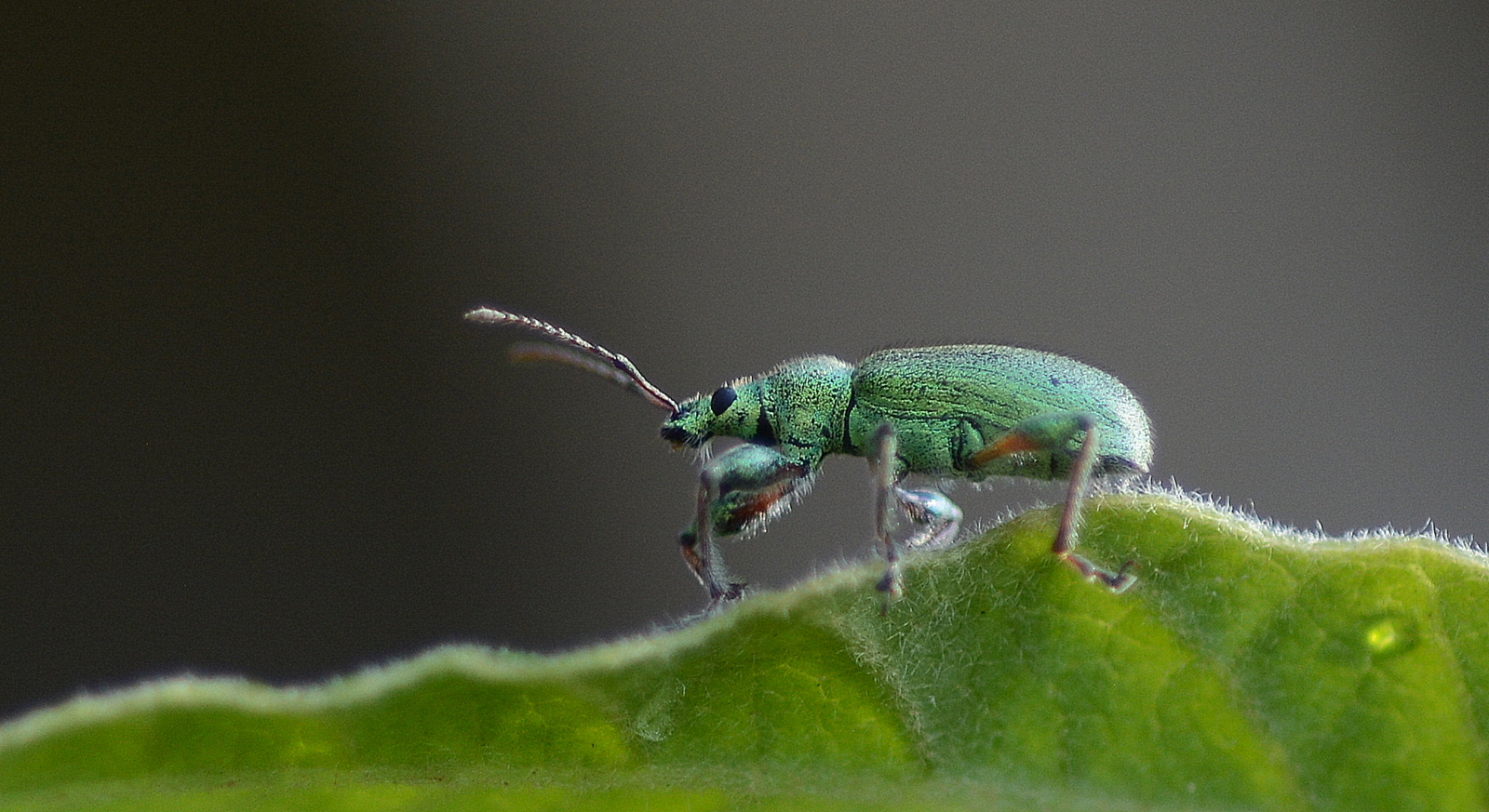 grüner käfer