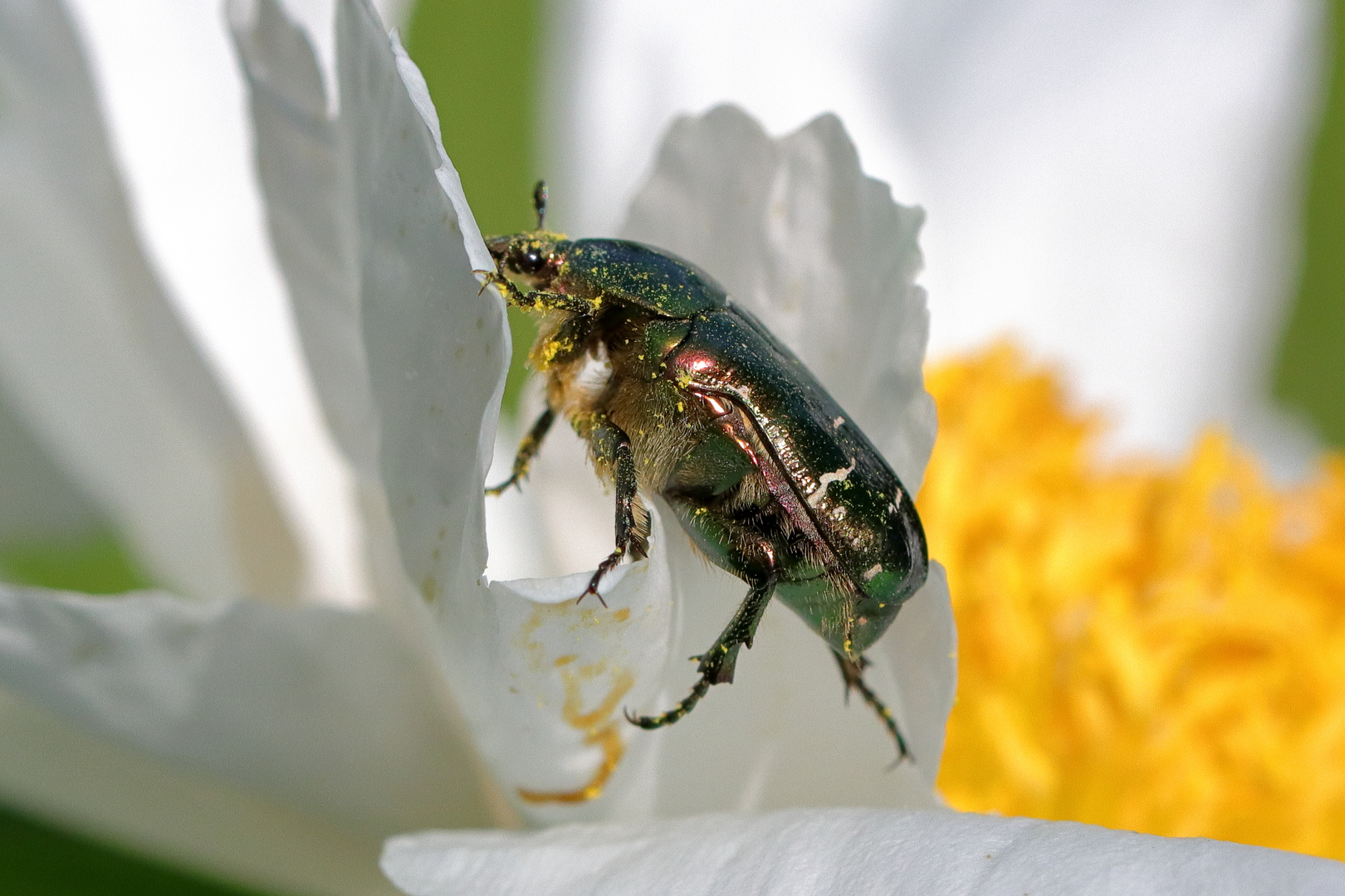 Grüner Käfer in der Pfingstrosenblüte