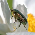 Grüner Käfer in der Pfingstrosenblüte