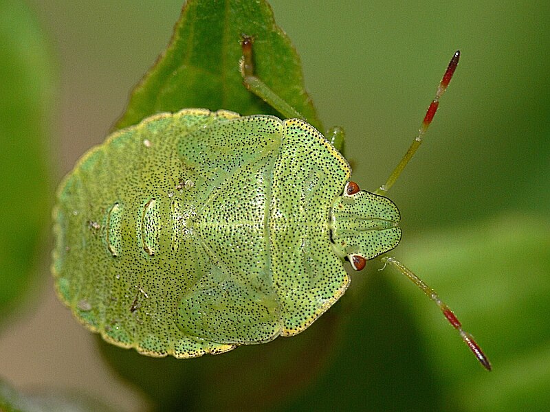 Grüner Käfer, schwarz gepunktet